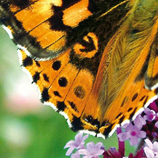 Фото отпечатка яркого оранжево-черного крыла бабочки