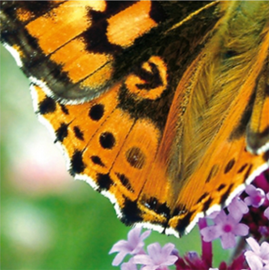 Фото отпечатка яркого крыла бабочки