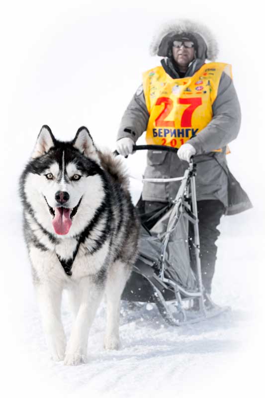 Спортсмен, участник гонки на собаках, с большим и ярким стартовым номером Профи на груди